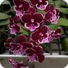 Phal. Allura Black Swan